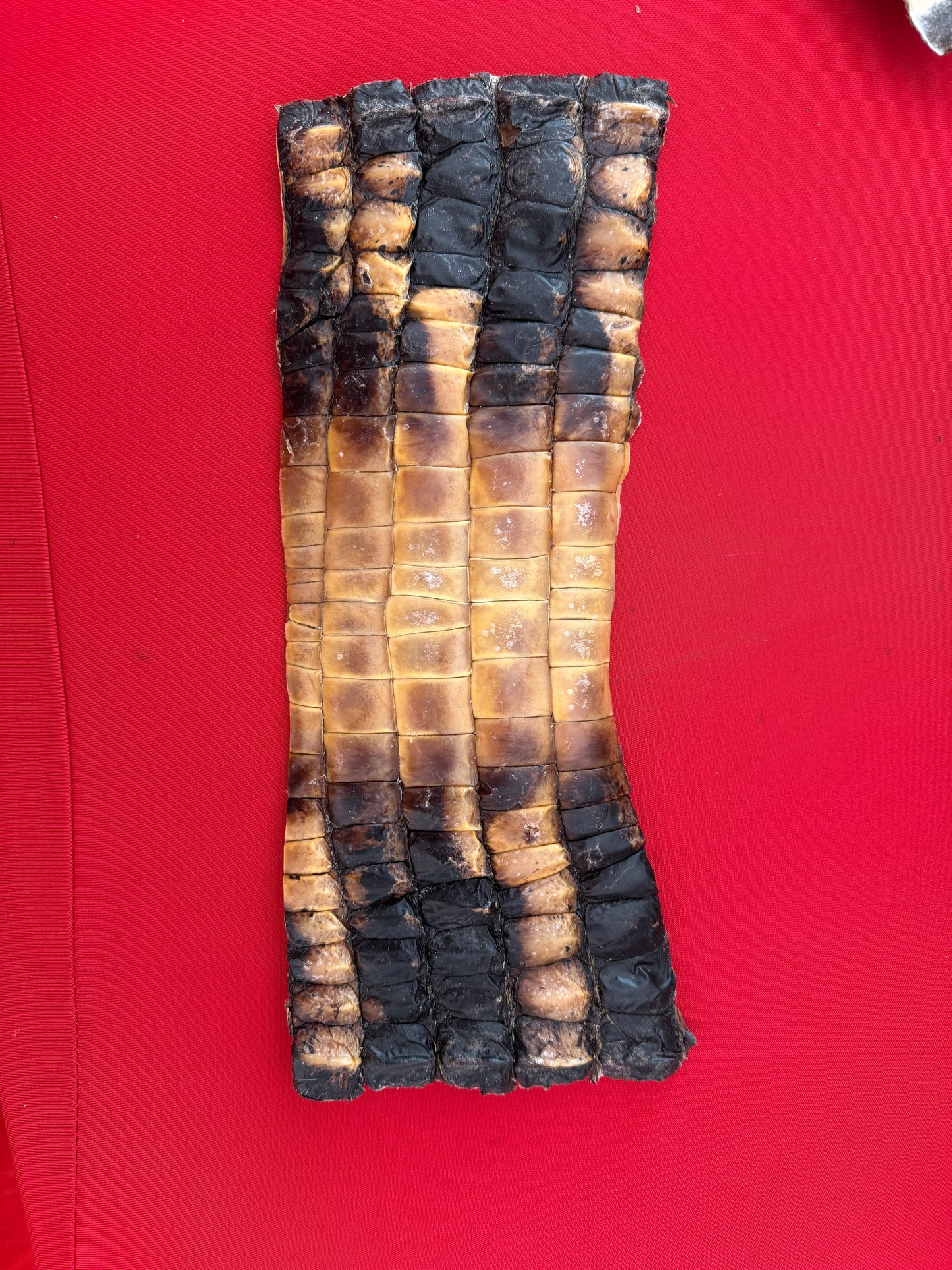 Alligator Chews
